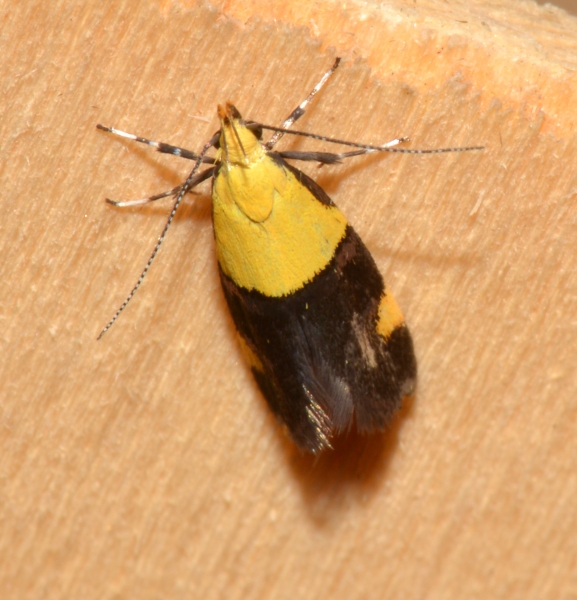 Oecophora bractella